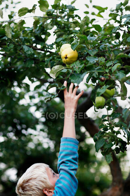 Menino colhendo frutas da árvore — Fotografia de Stock