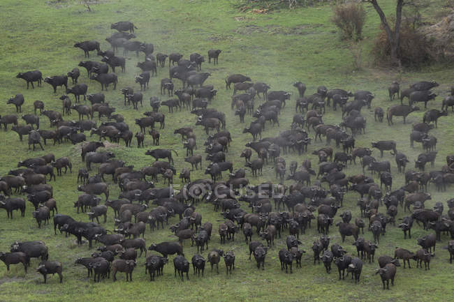 Aerial view of buffalo herd on green field — Stock Photo