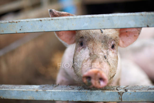 Cochon regardant de la clôture — Photo de stock