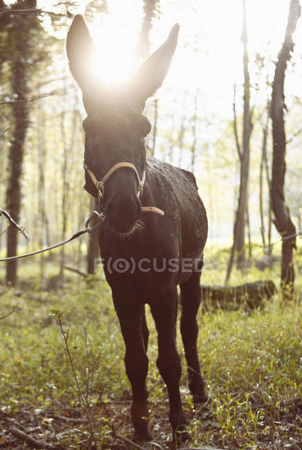 Portrait of mule in sunlit woods, Premosello, Verbania, Piemonte, Italy — Stock Photo