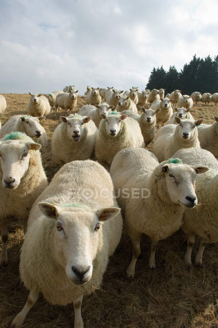 Troupeau de moutons broutant dans les champs — Photo de stock