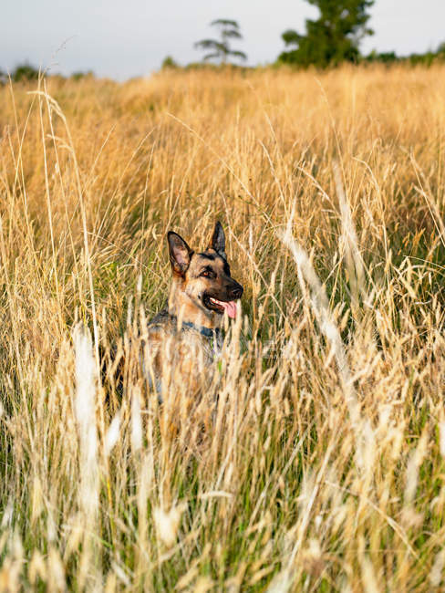 Dog sitting in tall grass at field — Stock Photo