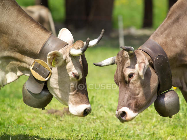 Mucche che indossano campanelli di mucca al pascolo nelle Alpi svizzere, Svizzera — Foto stock