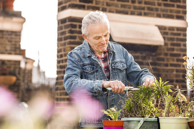 Homem sênior poda plantas envasadas no jardim do telhado da cidade — Fotografia de Stock