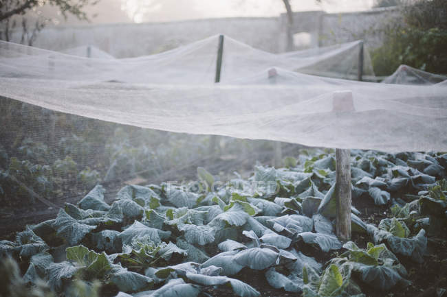 Nets covering plants in walled kitchen garden on misty morning — Stock Photo