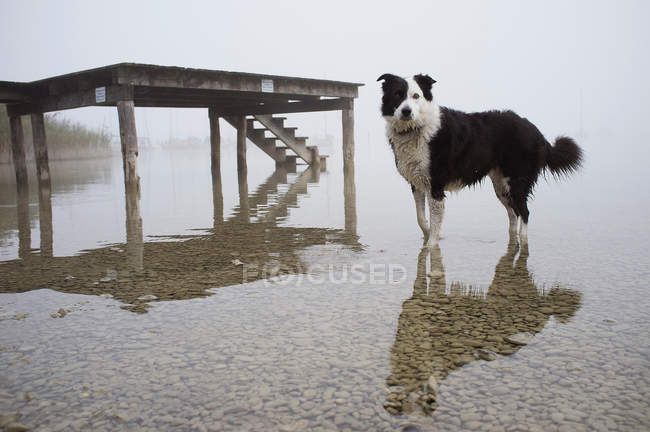 Hund steht und reflektiert im Seewasser — Stockfoto