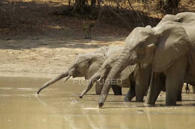 Éléphants ou Loxodonta africana au point d'eau, Zimbabwe, Afrique — Photo de stock