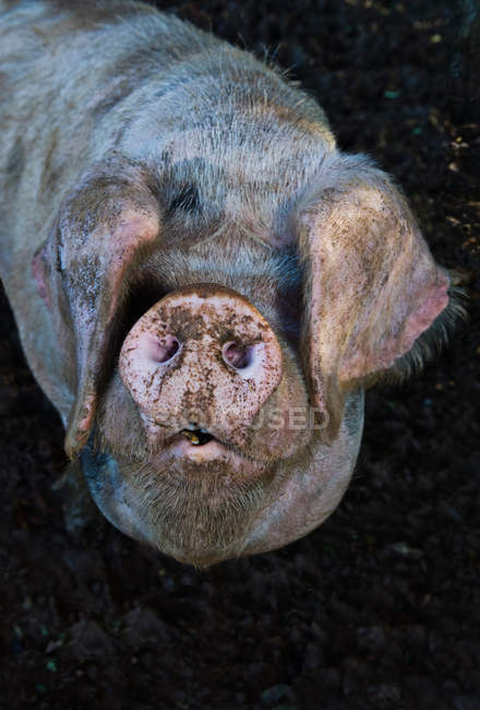 Pig muddy snout — Stock Photo