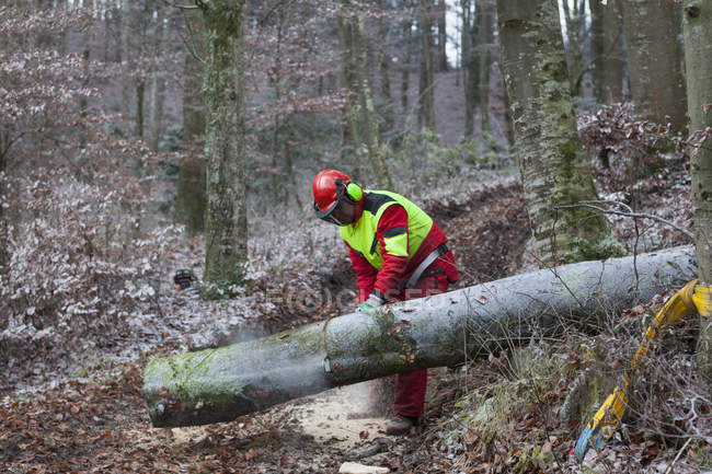 Logger segare albero nella foresta — Foto stock