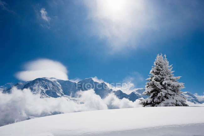 Árvore de abeto coberta de neve fresca — Fotografia de Stock