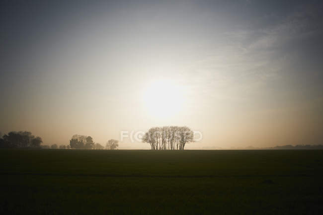 Silhouetted trees in misty field — Stock Photo