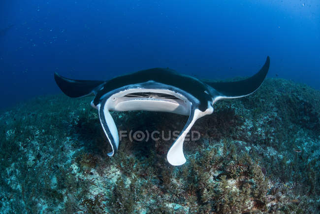 Mantarochen schwimmen unter blauem Wasser — Stockfoto