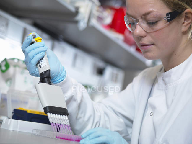 Ученый, использующий многоканальный пипетку для заполнения многоцелевой пластины для анализа антител методом ИФА — стоковое фото