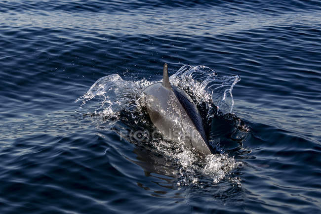 Pantropical Dolphin Breaching for air, Port St. Johns, Sudáfrica - foto de stock
