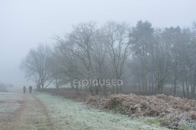 Paisaje helado y nebuloso y gente de fondo, Kinver, Worcestershire, Inglaterra, Reino Unido - foto de stock