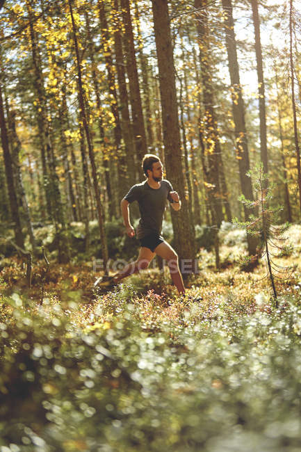 Man trail running in forest, Keimiotunturi, Lapland, Finlândia — Fotografia de Stock