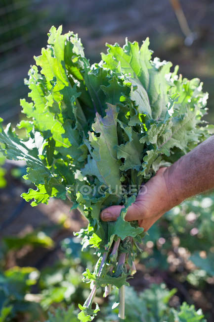 Imagen recortada del hombre sosteniendo lechuga orgánica en el jardín - foto de stock
