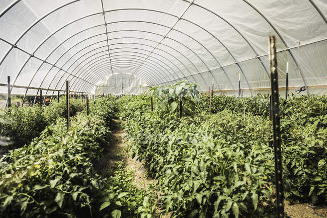 Diminishing perspective view of plants growing in polytunnel — Stock Photo