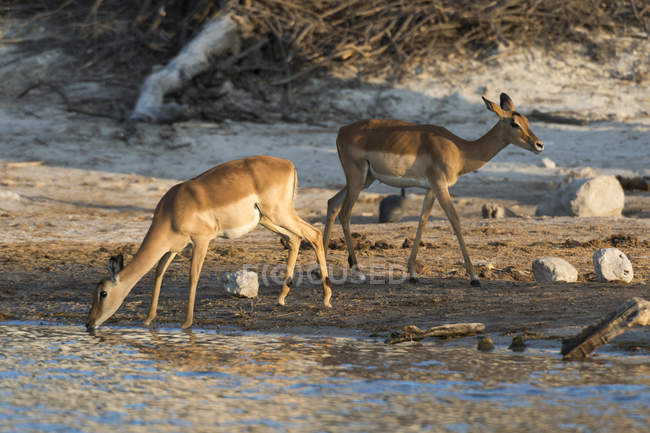 Zwei Impalas trinken im Fluss, Savuti-Sumpf, Chobe-Nationalpark, Botswana — Stockfoto