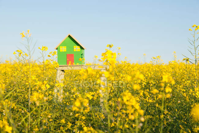 Modelo de casa en el campo de flores - foto de stock