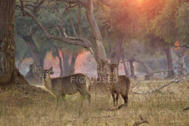 Due waterbucks femminili che camminano al Mana Pools National Park, Zimbabwe — Foto stock