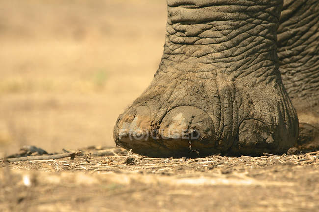 Close-up de pé de elefante africano, Parque Nacional de Mana Pools, Zimbábue — Fotografia de Stock