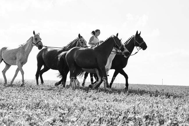 B&W image of woman riding and leading six horses in field — Stock Photo