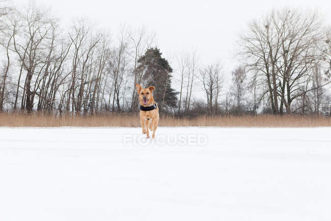 Собака бігає по снігу. — стокове фото