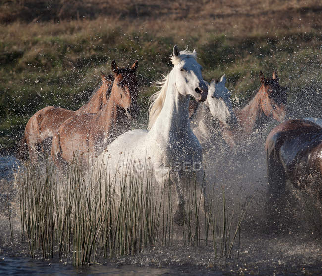 Pferde laufen durchs Wasser — Stockfoto
