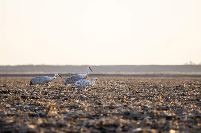 Drei sandhill cranes walking on soil, lodi, kalifornien, usa — Stockfoto
