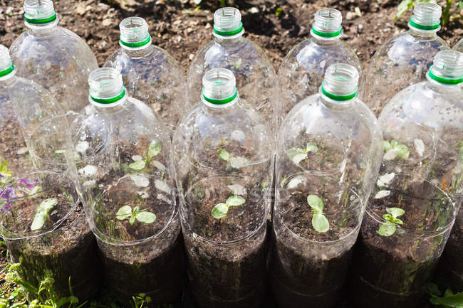 Растения, растущие в пластиковых бутылках — стоковое фото