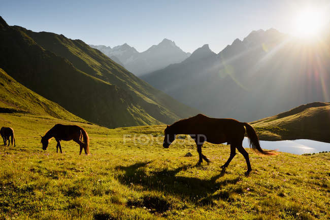 Caballos pastando en el campo en el Cáucaso, Svaneti, Georgia - foto de stock