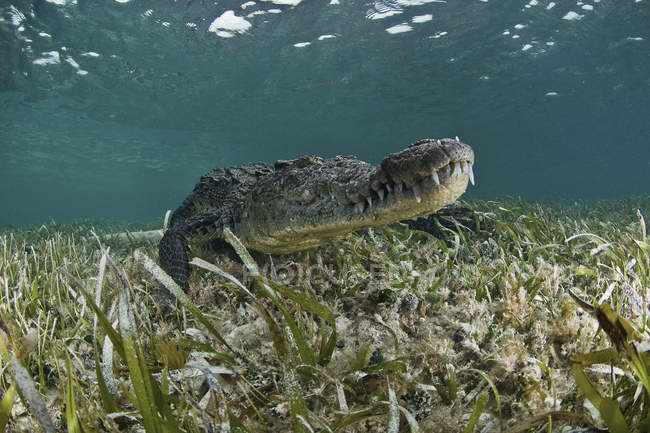 Unterwasser-Ansicht des amerikanischen Krokodils auf dem Meeresboden der Karibik — Stockfoto
