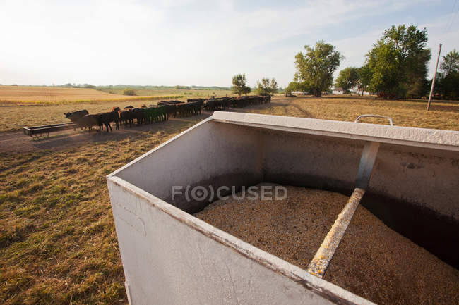 Getreidebehälter auf Rinderfarm — Stockfoto
