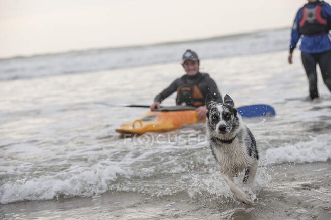 Hund läuft im Meer — Stockfoto