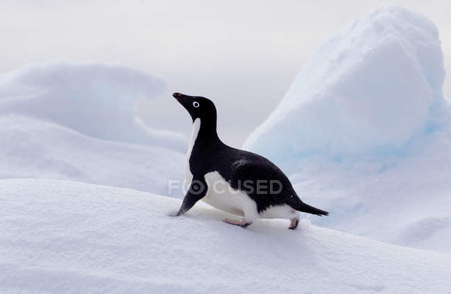 Adelie Penguin su un lastrone di ghiaccio nell'oceano meridionale nell'Antartide orientale, Antartide — Foto stock