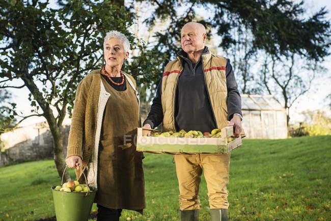 Senior couple carrying bucket and crate of apples — Stock Photo