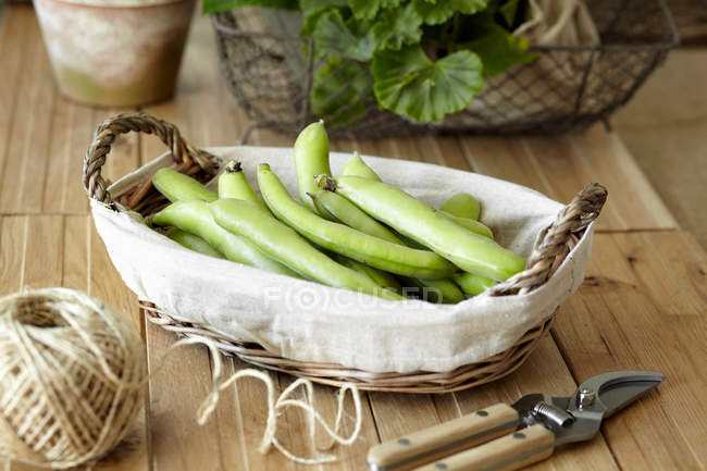 Basket of broad beans with pruner on table — Stock Photo