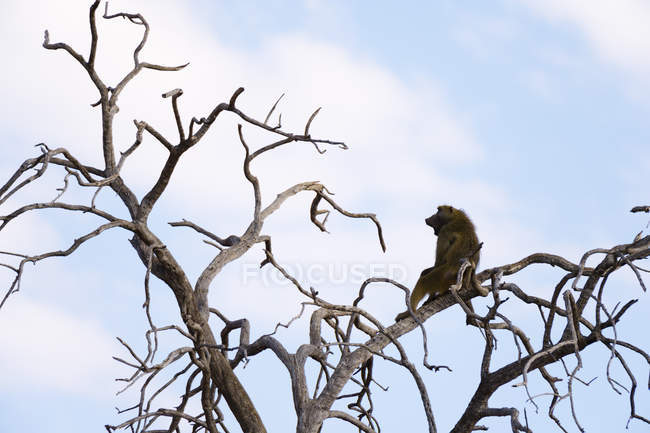 Babouin assis sur un arbre nu dans le parc national du chobe, botswana — Photo de stock