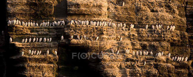 Aves de Guillemot descansando en el acantilado - foto de stock