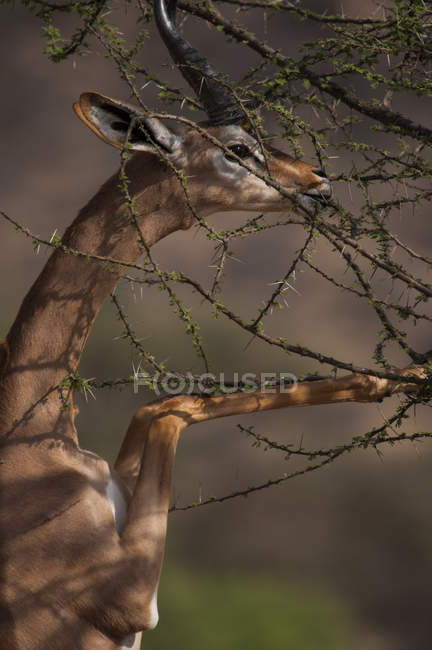 Wallers gazelle en patas traseras pastando en arbusto, Parque Nacional Amboseli, Kenia - foto de stock