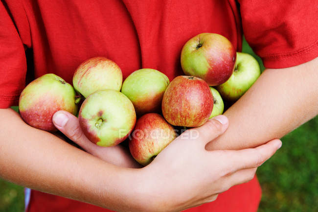 Imagem cortada de criança que transporta maçãs maduras em mãos — Fotografia de Stock