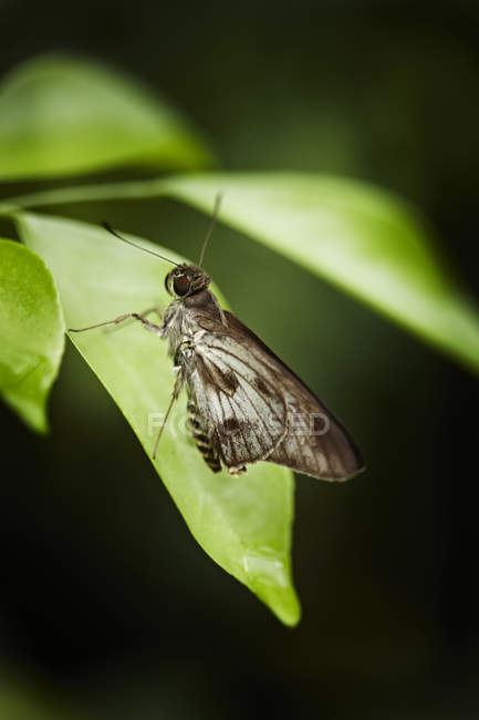 Закрыть бабочку на листочке — стоковое фото