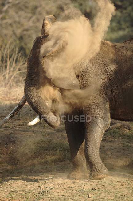 Elefante africano tomando banho de poeira, Parque Nacional de Mana Pools, Zimbábue — Fotografia de Stock