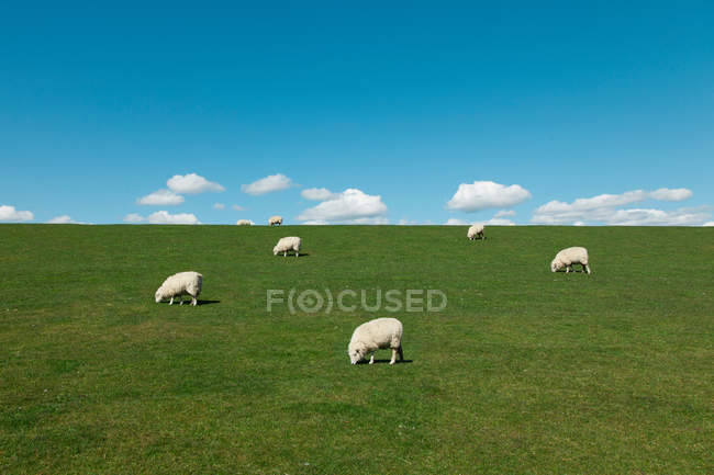 Sheep grazing in green field at daytime — Stock Photo