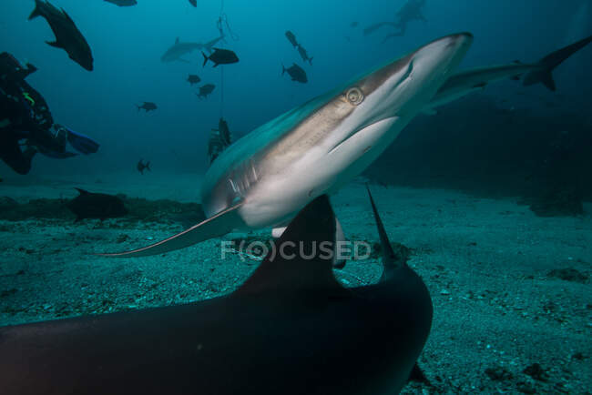 Um tubarão sedoso evitando outro tubarão durante um mergulho profundo, na Ilha de Socorro, México — Fotografia de Stock