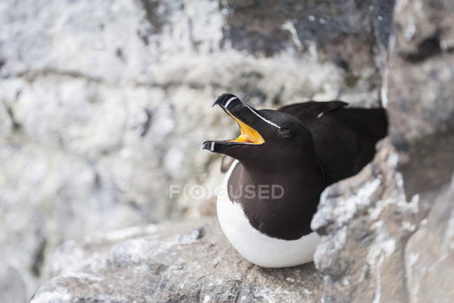 Зменшеному вигляді Razorbill (Alca torda), відпочиваючи на скелі на острові травня, морських птахів — стокове фото