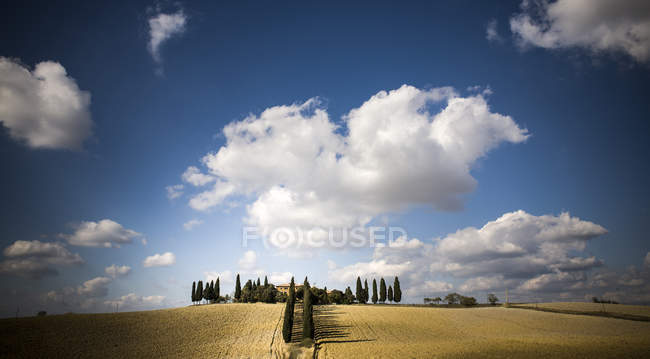 Campo con cipressi — Foto stock