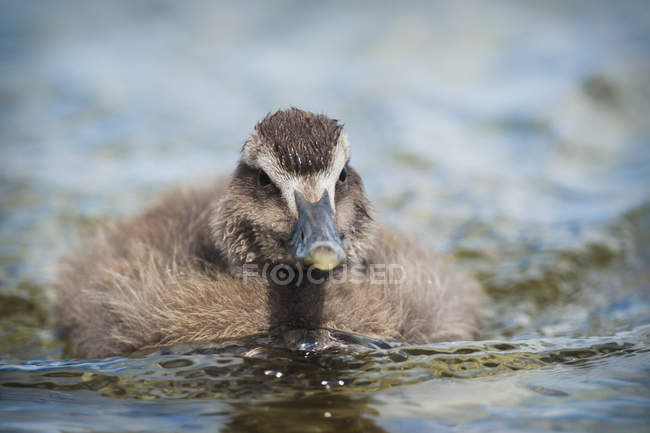 Eider Duckling on water — Stock Photo
