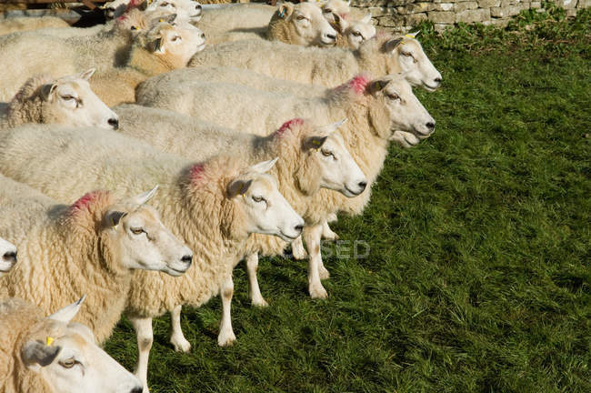 Flock of sheep in sunlight — Stock Photo